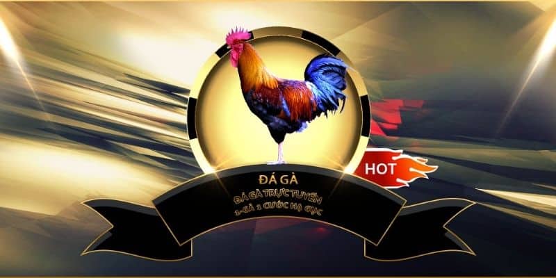 Hướng dẫn tham gia đá gà c1